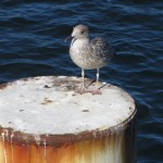 2013_ruegen_binz_15